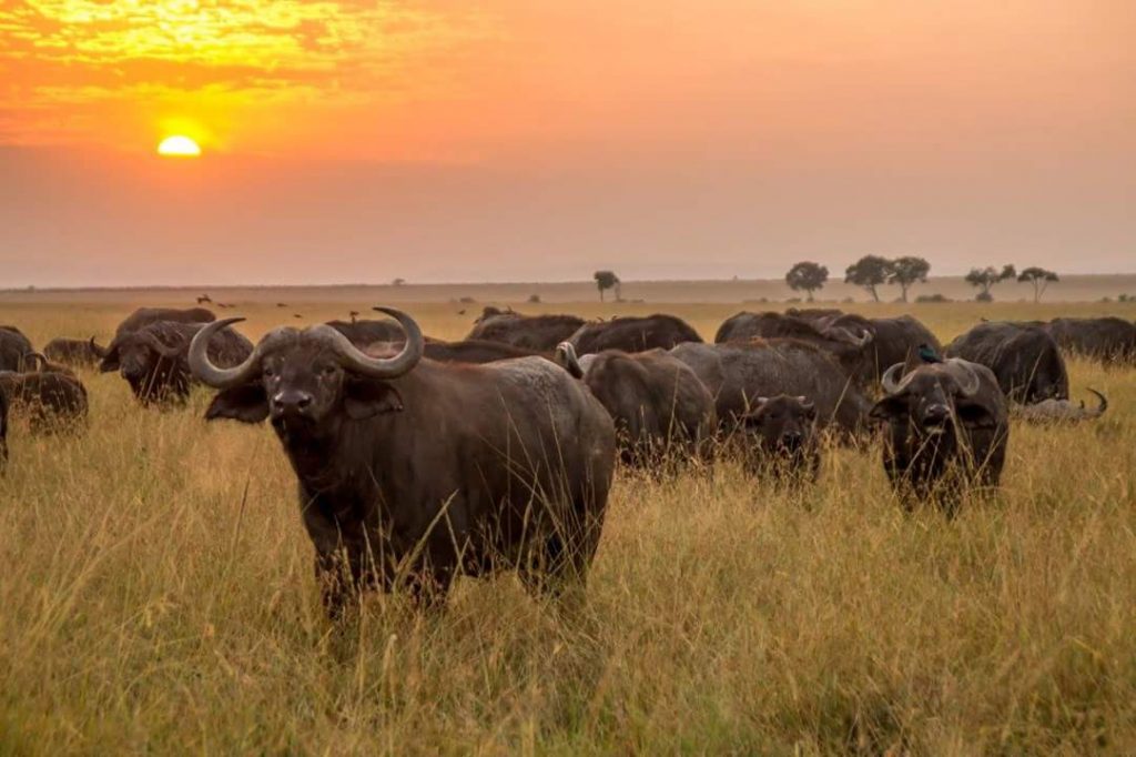 Buffalos